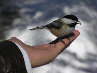 C’est mignon,
n’est-Ce pas ?
 