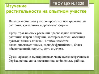 Изучение
растительности на опытном участке
На нашем опытном участке произрастают травянистые
растения, кустарники и древесные формы.
Среди травянистых растений преобладают злаковые
растения: пырей ползучий, костер безостый, овсяница
луговая, мятлик полевой, а также имеются
сложноцветные: пижма, василѐк фригийский, бодяк
обыкновенный, полынь, мать и мачеха.
Среди древесно-кустарниковых чаще всего встречаются:
берѐза, осина, липа лиственница, клѐн, ольха, рябина.
 