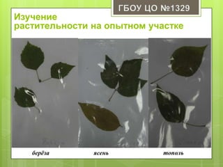 берёза ясень тополь
Изучение
растительности на опытном участке
 