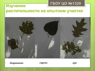 боярышник сирень дуб
Изучение
растительности на опытном участке
 