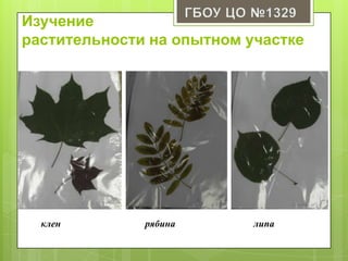 клен рябина липа
Изучение
растительности на опытном участке
 