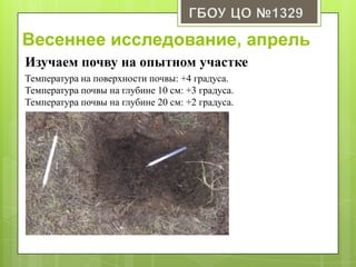 Весеннее исследование, апрель
Изучаем почву на опытном участке
Температура на поверхности почвы: +4 градуса.
Температура почвы на глубине 10 см: +3 градуса.
Температура почвы на глубине 20 см: +2 градуса.
 