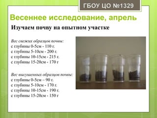 Весеннее исследование, апрель
Изучаем почву на опытном участке
Вес свежих образцов почвы:
с глубины 0-5см - 110 г.
с глубины 5-10см - 200 г.
с глубины 10-15см - 215 г.
с глубины 15-20см - 170 г
Вес высушенных образцов почвы:
с глубины 0-5см – 90 г.
с глубины 5-10см - 170 г.
с глубины 10-15см - 190 г.
с глубины 15-20см - 150 г
 