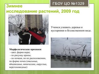 Зимнее
исследование растений, 2009 год
Учимся узнавать деревья и
кустарники в безлиственном виде.
Морфологические признаки:
- цвет, форма коры;
- по рисунку кроны;
- по почкам, по их расположению,
по форме почек (овальные,
яйцевидные, конические, округлые,
веретеновидные)
 