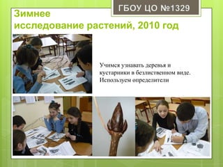 Зимнее
исследование растений, 2010 год
Учимся узнавать деревья и
кустарники в безлиственном виде.
Используем определители
 