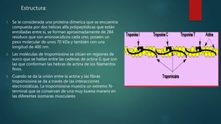Tropomiosina.pptx
