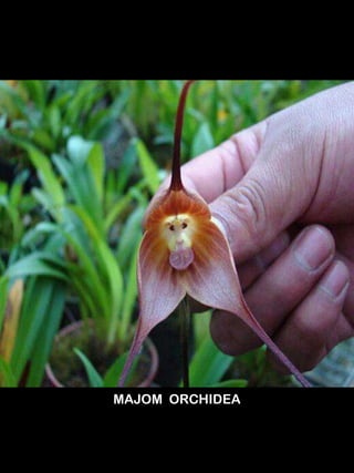 MAJOM ORCHIDEA
 