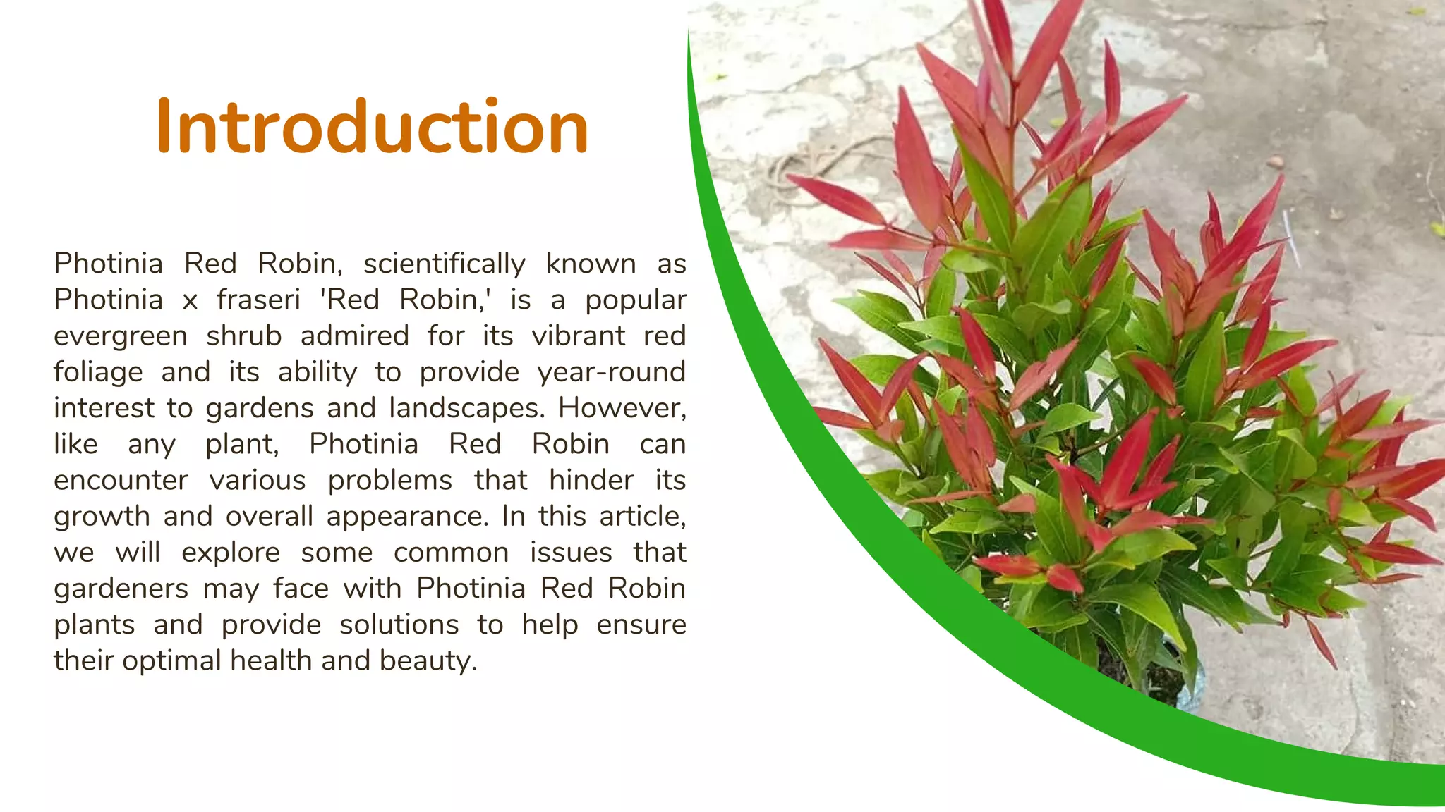 Red Robin Rhs Different Types Of Red Robin Plants