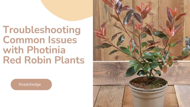 Troubleshooting Common Issues with Photinia Red Robin Plants.pdf