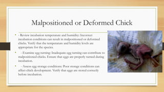 TROUBLESHOOTING HATCHERY FAILURES in poultry | PPTX