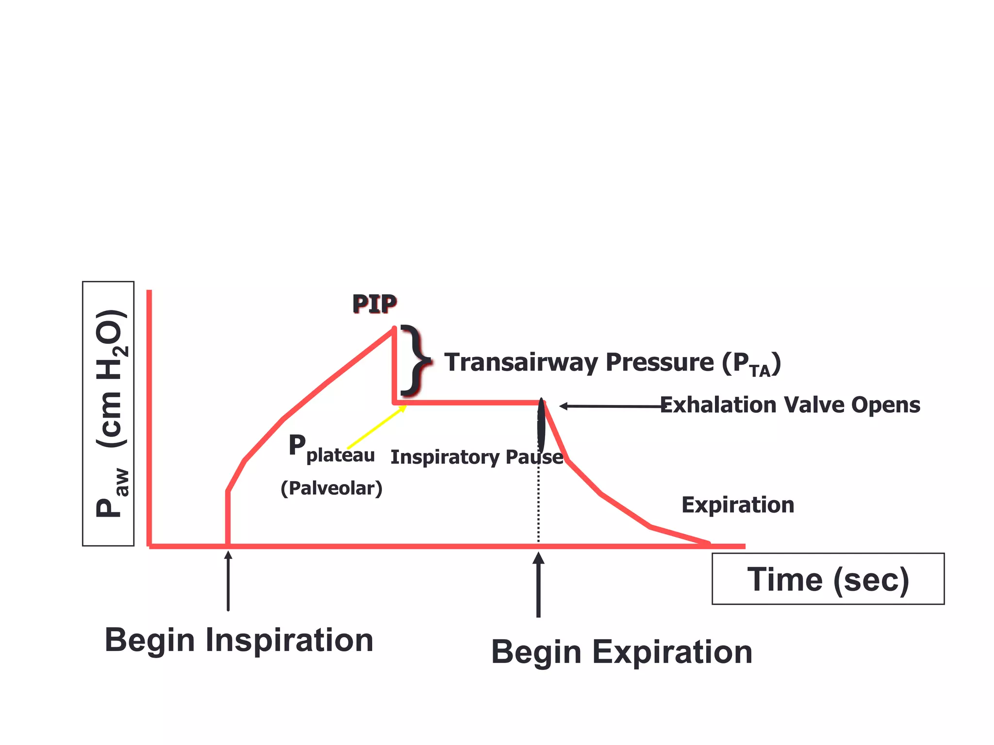 Begin Expiration
Paw(cmH2O)
Time (sec)
Begin Inspiration
PIP
Pplateau
(Palveolar)
Transairway Pressure (PTA)} Exhalation Valve Opens
Expiration
Inspiratory Pause
 