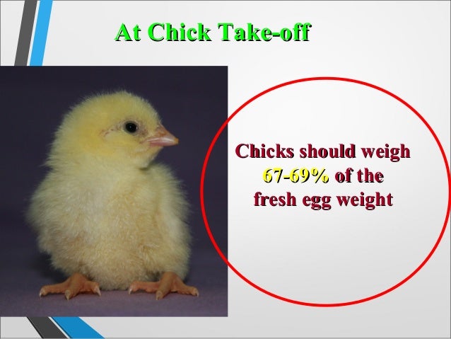 little live pets chick troubleshooting