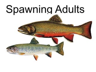 Spawning Adults
 