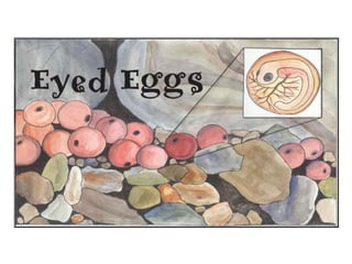 Trout life cycle_presentation