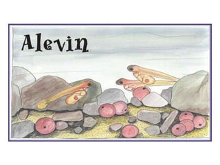 Trout life cycle_presentation