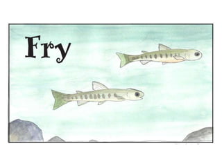 Trout life cycle_presentation