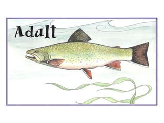 Trout life cycle_presentation