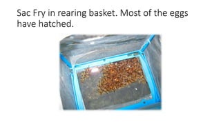 Sac Fry in rearing basket. Most of the eggs
have hatched.
 