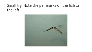 Small fry. Note the par marks on the fish on
the left
 