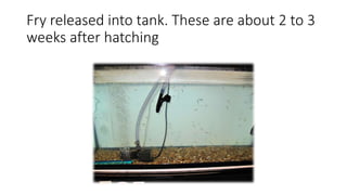 Fry released into tank. These are about 2 to 3
weeks after hatching
 