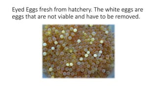 Eyed Eggs fresh from hatchery. The white eggs are
eggs that are not viable and have to be removed.
 