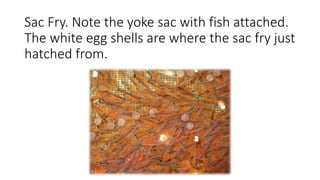 Sac Fry. Note the yoke sac with fish attached.
The white egg shells are where the sac fry just
hatched from.
 