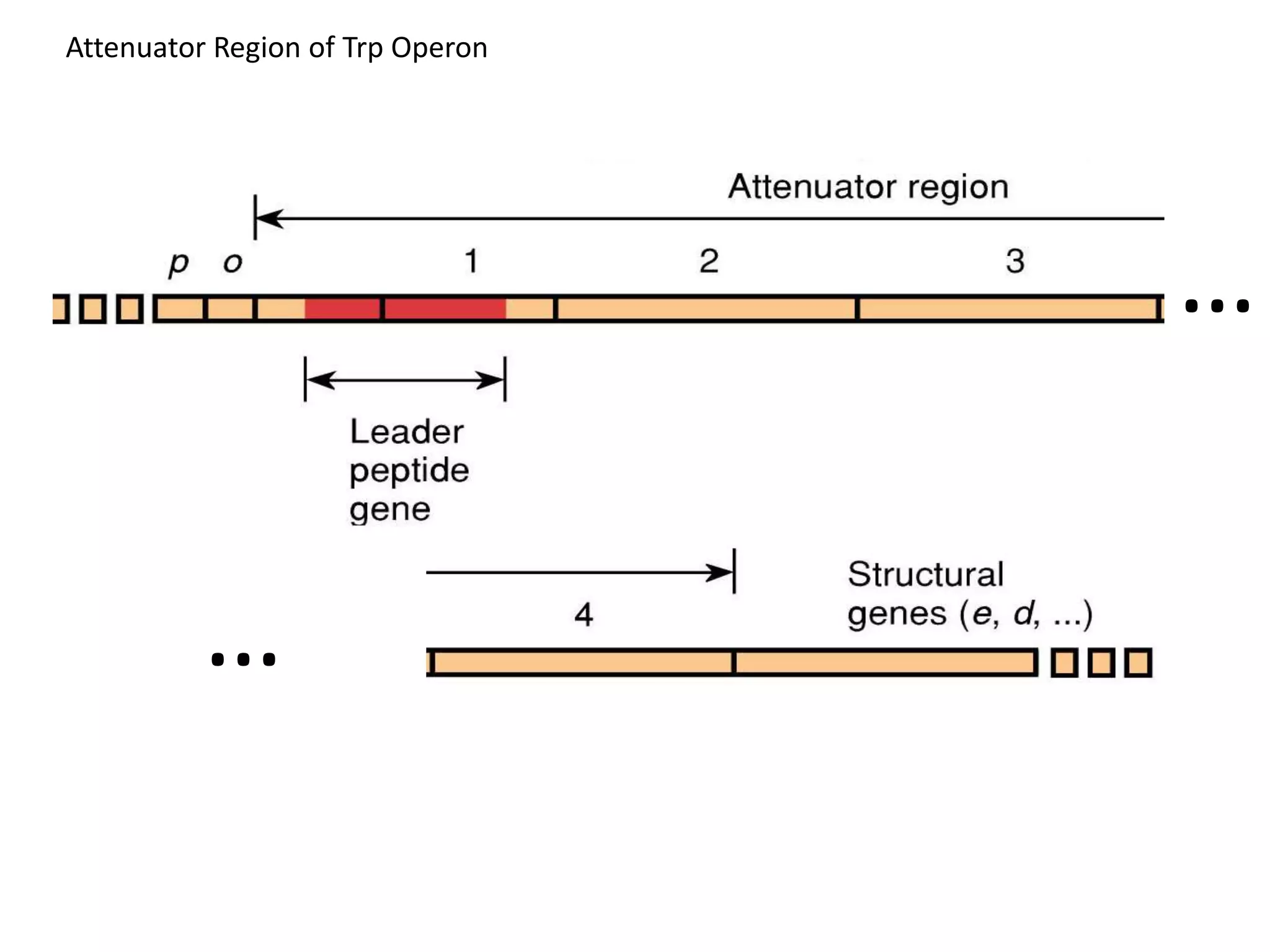 …
…
Attenuator Region of Trp Operon
 