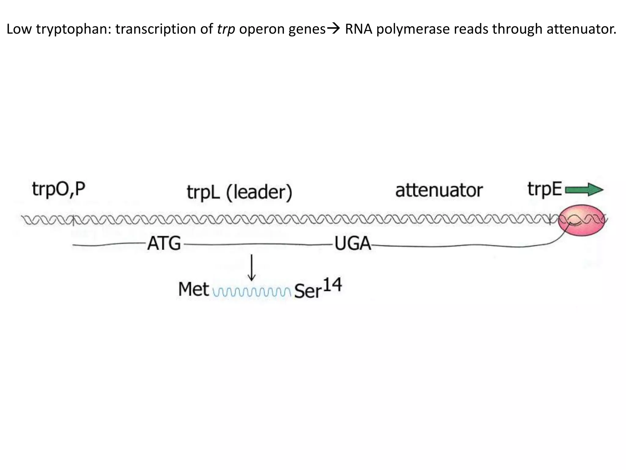 Low tryptophan: transcription of trp operon genes RNA polymerase reads through attenuator.
 