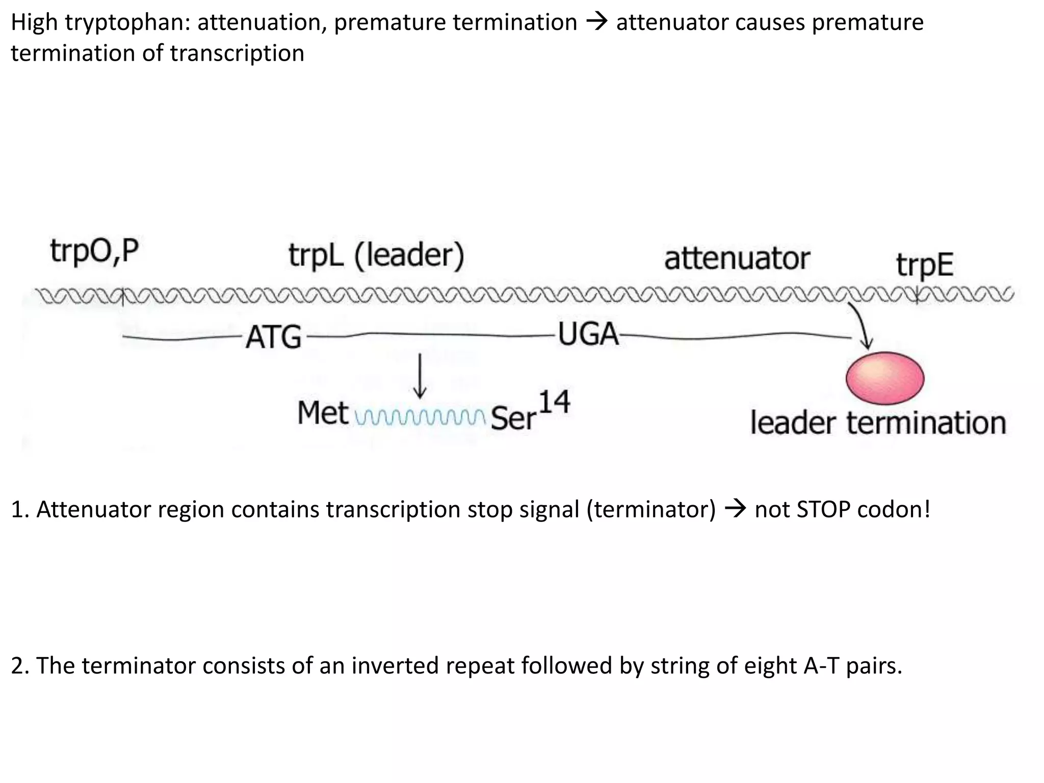 High tryptophan: attenuation, premature termination  attenuator causes premature
termination of transcription
1. Attenuator region contains transcription stop signal (terminator)  not STOP codon!
2. The terminator consists of an inverted repeat followed by string of eight A-T pairs.
 
