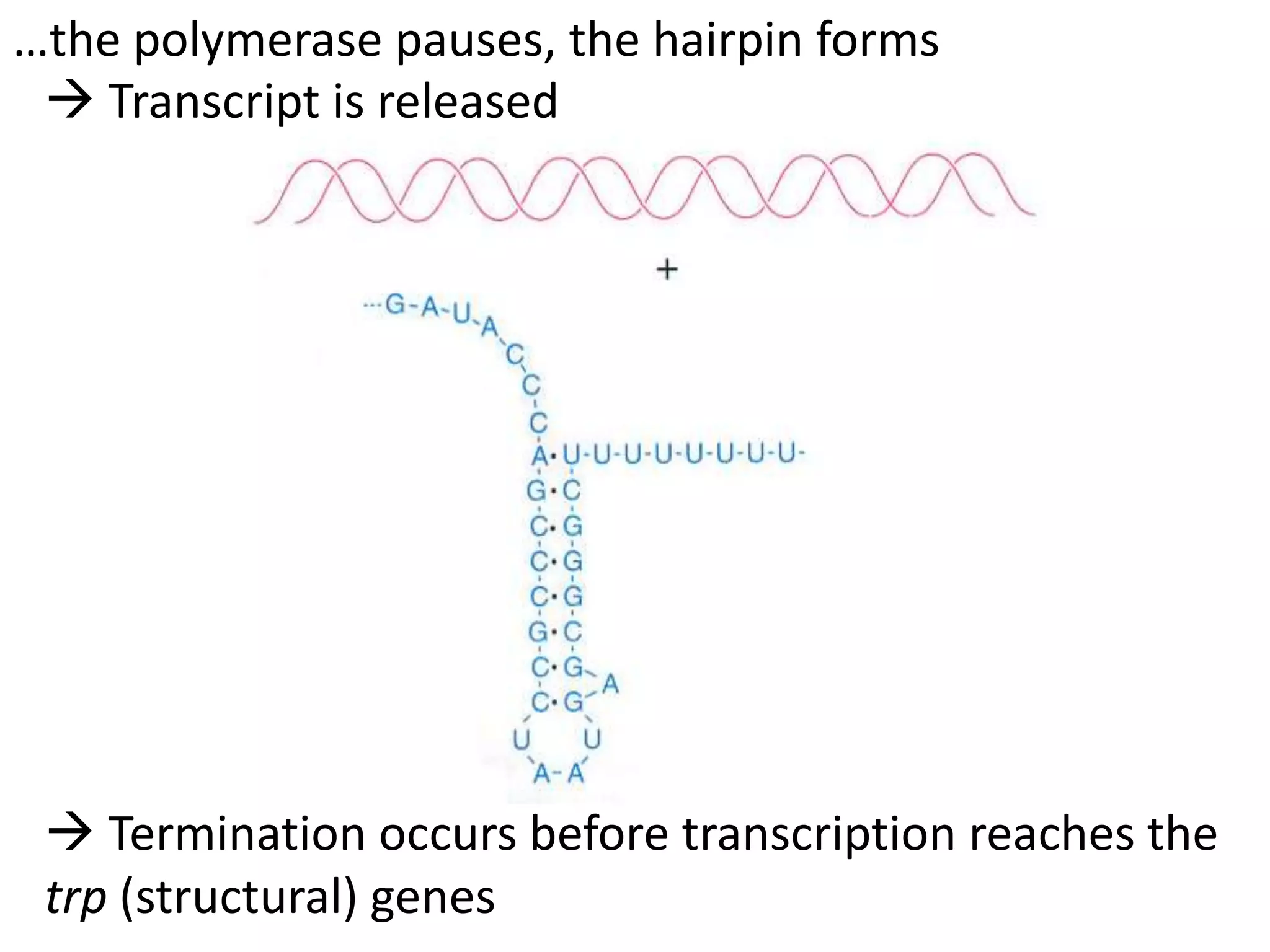 …the polymerase pauses, the hairpin forms
 Transcript is released
 Termination occurs before transcription reaches the
trp (structural) genes
 