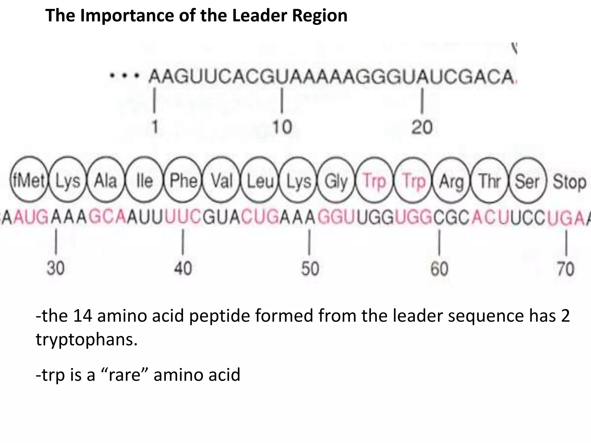The Importance of the Leader Region
-the 14 amino acid peptide formed from the leader sequence has 2
tryptophans.
-trp is a “rare” amino acid
 