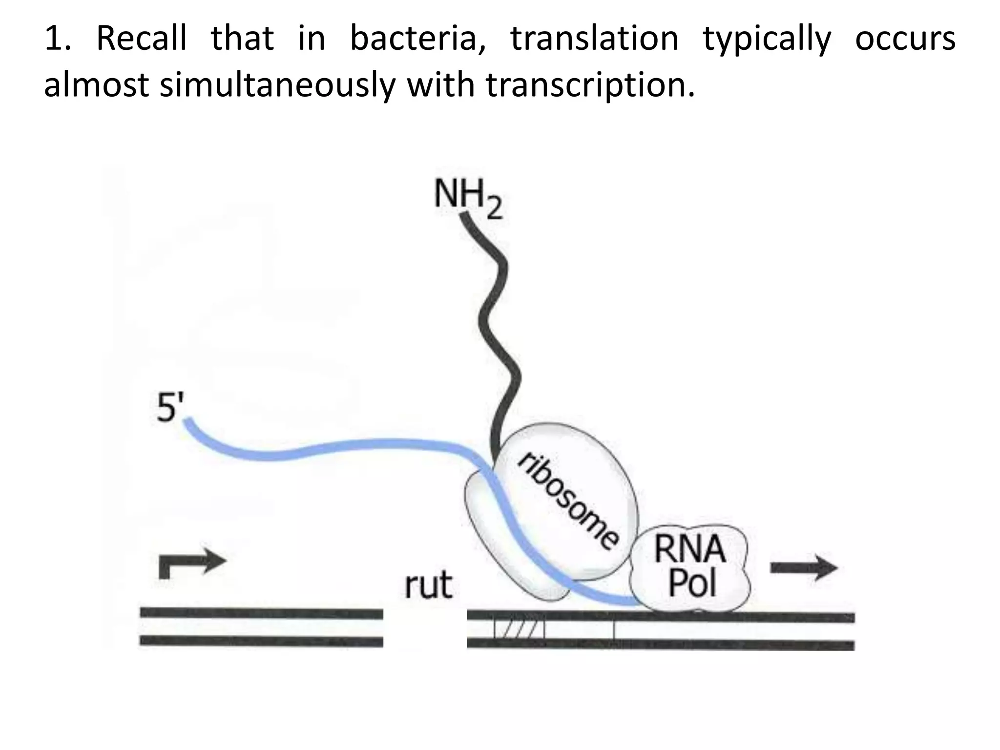 1. Recall that in bacteria, translation typically occurs
almost simultaneously with transcription.
 