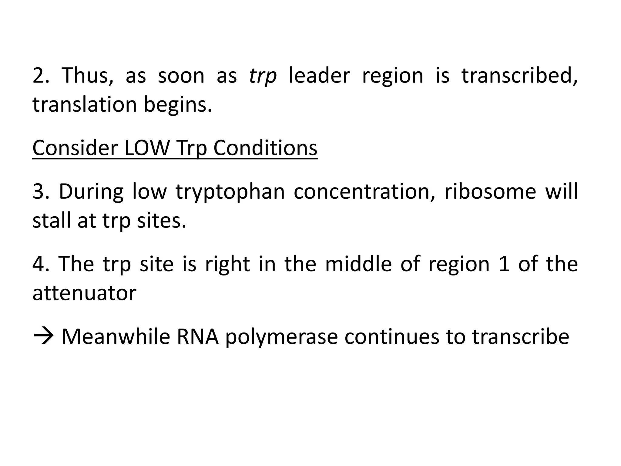2. Thus, as soon as trp leader region is transcribed,
translation begins.
Consider LOW Trp Conditions
3. During low tryptophan concentration, ribosome will
stall at trp sites.
4. The trp site is right in the middle of region 1 of the
attenuator
 Meanwhile RNA polymerase continues to transcribe
 