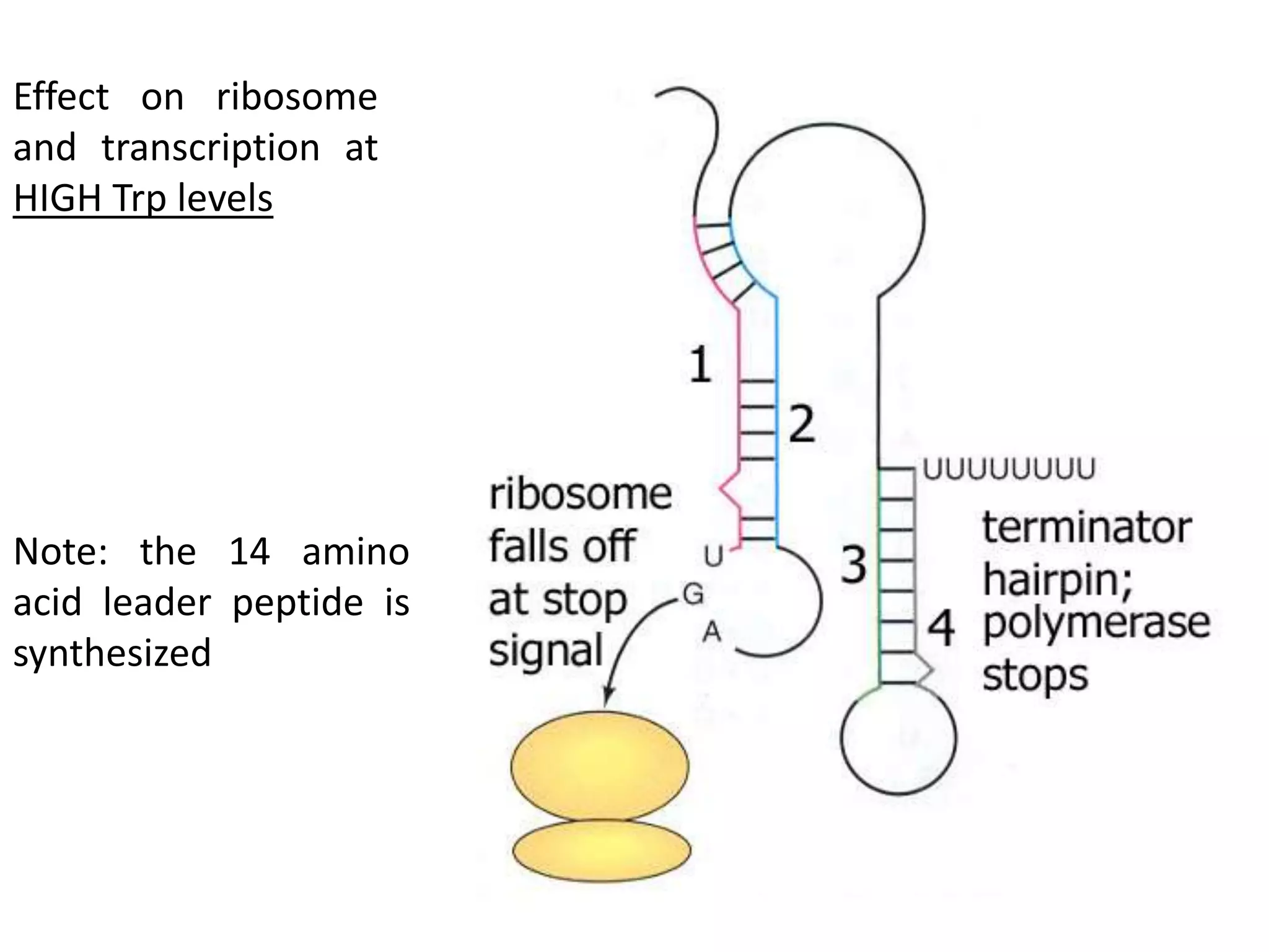 Effect on ribosome
and transcription at
HIGH Trp levels
Note: the 14 amino
acid leader peptide is
synthesized
 