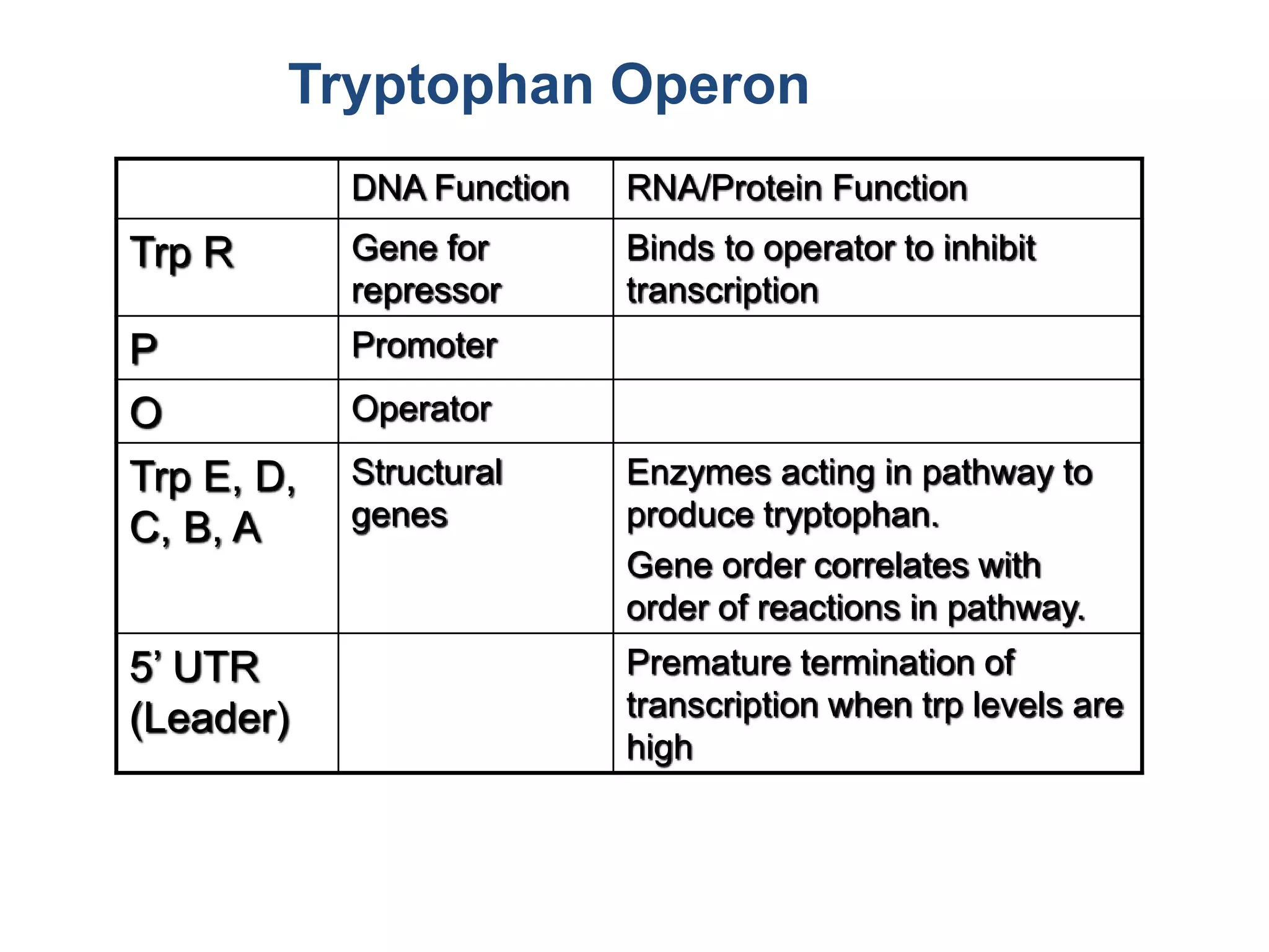 DNA Function RNA/Protein Function
Trp R Gene for
repressor
Binds to operator to inhibit
transcription
P Promoter
O Operator
Trp E, D,
C, B, A
Structural
genes
Enzymes acting in pathway to
produce tryptophan.
Gene order correlates with
order of reactions in pathway.
5’ UTR
(Leader)
Premature termination of
transcription when trp levels are
high
Tryptophan Operon
 