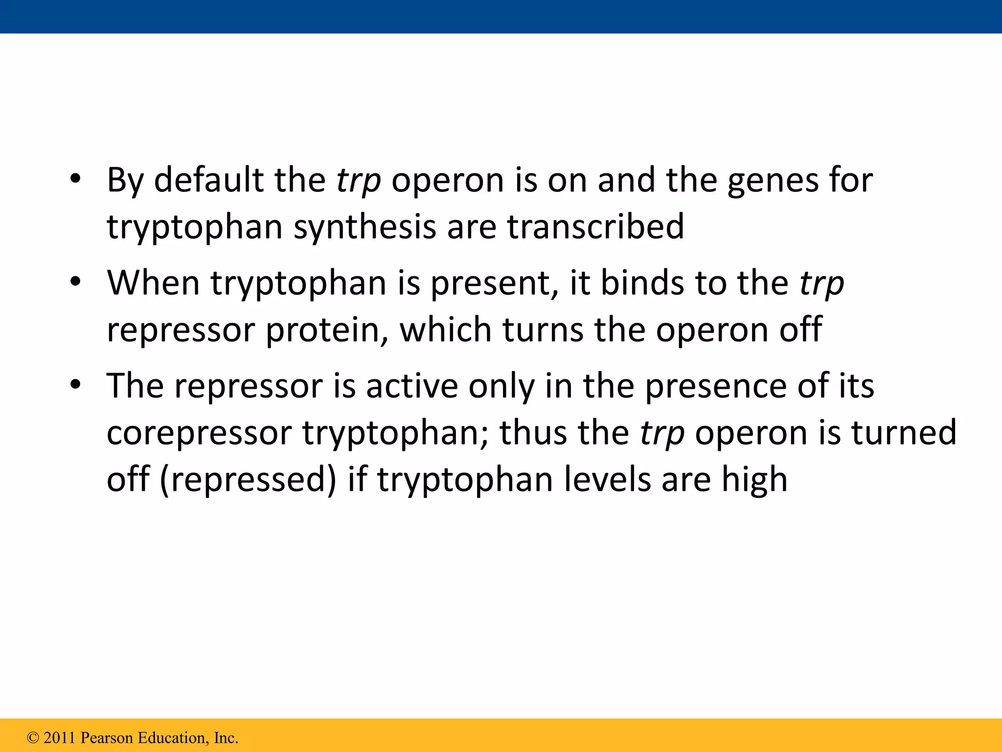 • By default the trp operon is on and the genes for
tryptophan synthesis are transcribed
• When tryptophan is present, it binds to the trp
repressor protein, which turns the operon off
• The repressor is active only in the presence of its
corepressor tryptophan; thus the trp operon is turned
off (repressed) if tryptophan levels are high
© 2011 Pearson Education, Inc.
 