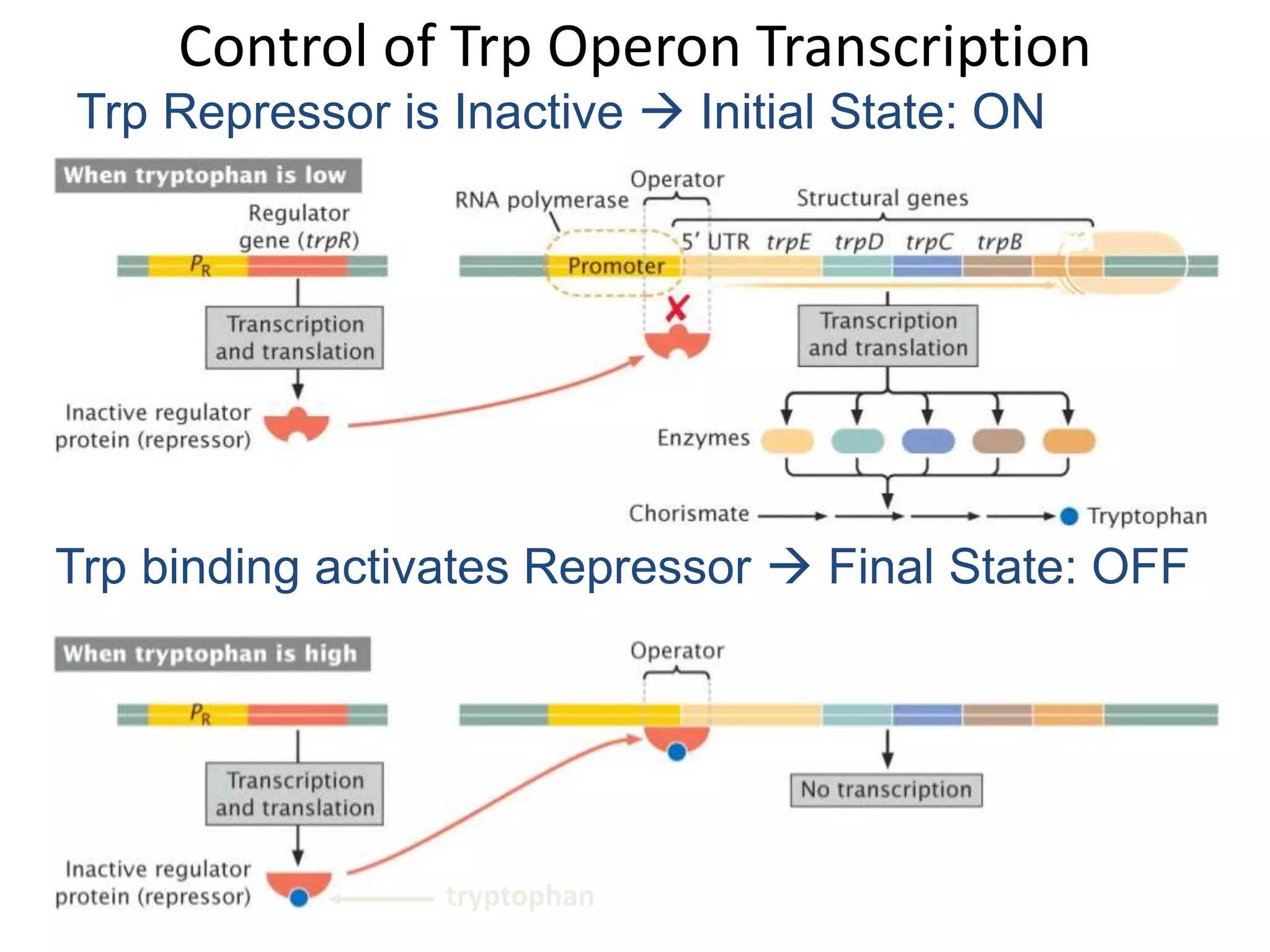 Control of Trp Operon Transcription
Trp Repressor is Inactive  Initial State: ON
Trp binding activates Repressor  Final State: OFF
tryptophan
 