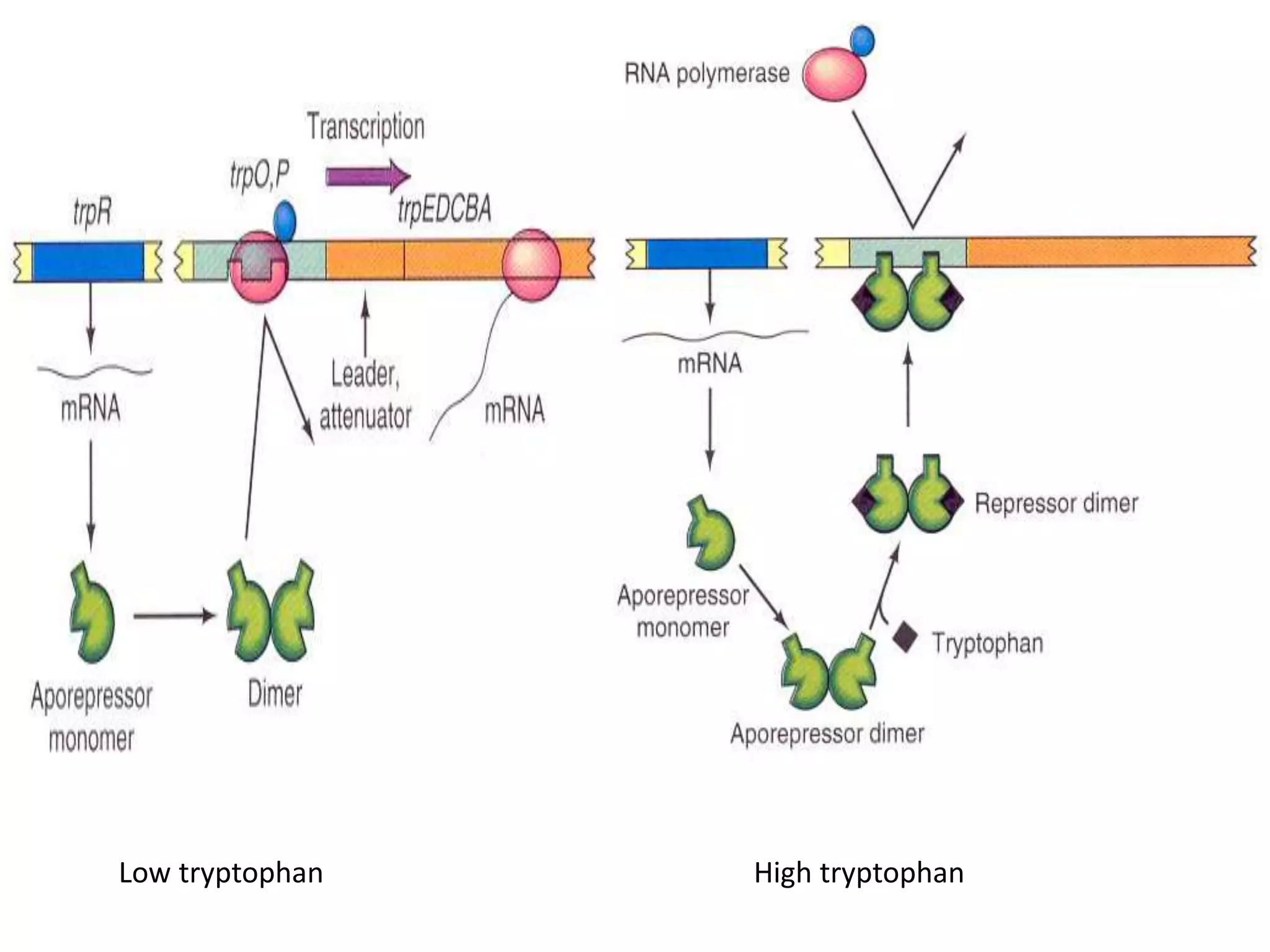 Low tryptophan High tryptophan
 