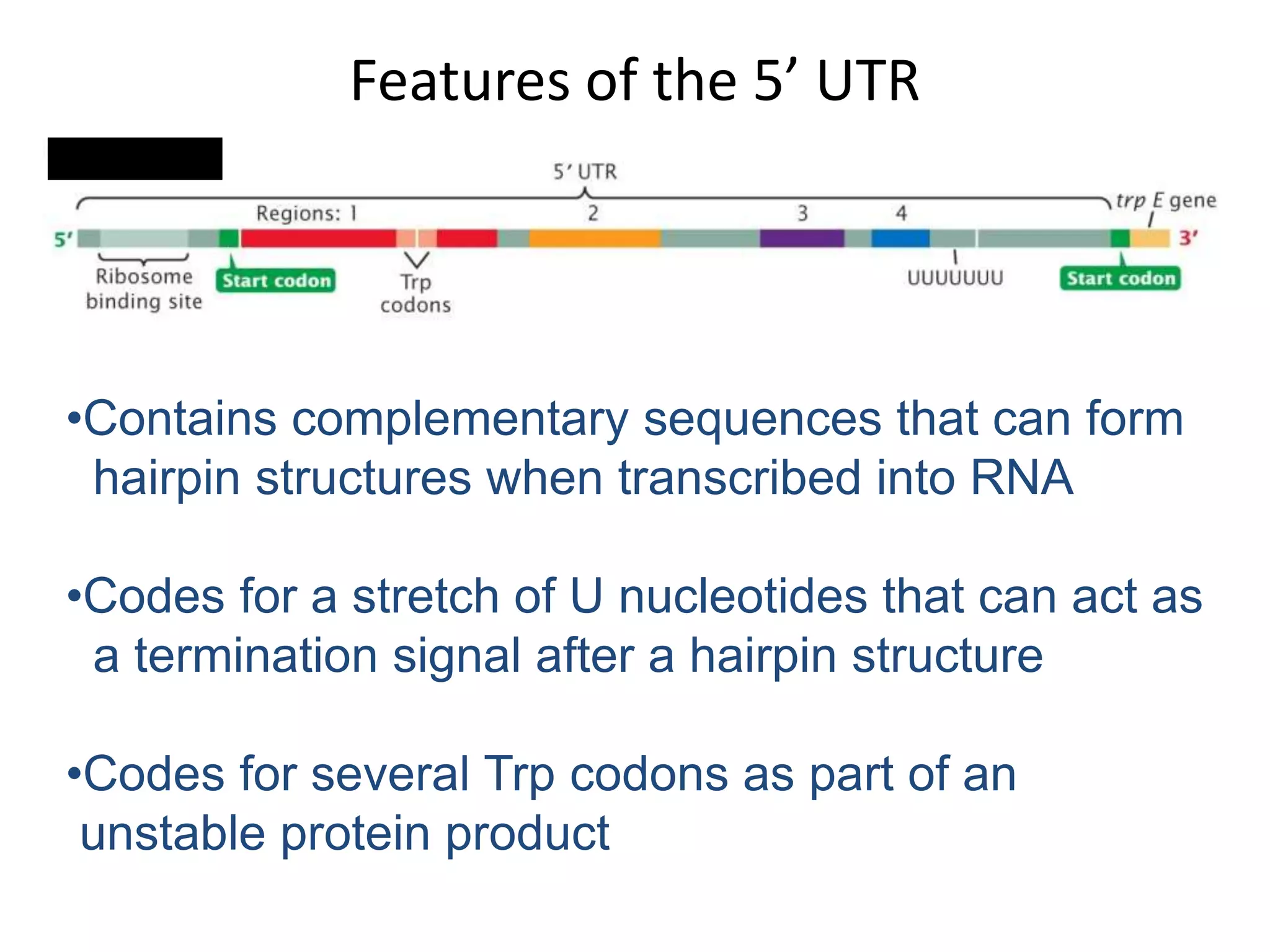 Features of the 5’ UTR
•Contains complementary sequences that can form
hairpin structures when transcribed into RNA
•Codes for a stretch of U nucleotides that can act as
a termination signal after a hairpin structure
•Codes for several Trp codons as part of an
unstable protein product
 