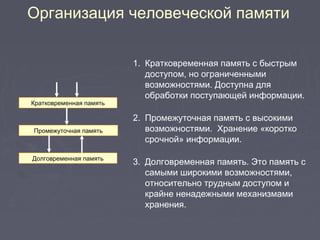 Организация человеческой памяти
1. Кратковременная память с быстрым
доступом, но ограниченными
возможностями. Доступна для
обработки поступающей информации.
2. Промежуточная память с высокими
возможностями. Хранение «коротко
срочной» информации.
3. Долговременная память. Это память с
самыми широкими возможностями,
относительно трудным доступом и
крайне ненадежными механизмами
хранения.
Кратковременная память
Промежуточная память
Долговременная память
 