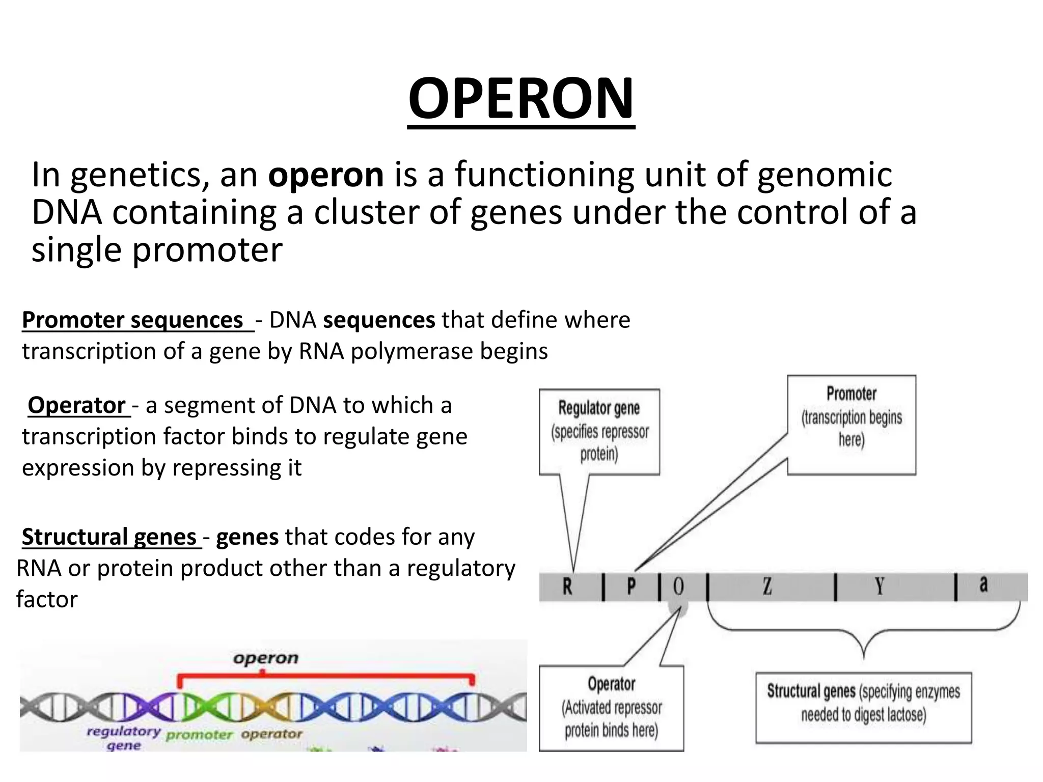 Trp operon | PPTX | Chemistry | Science