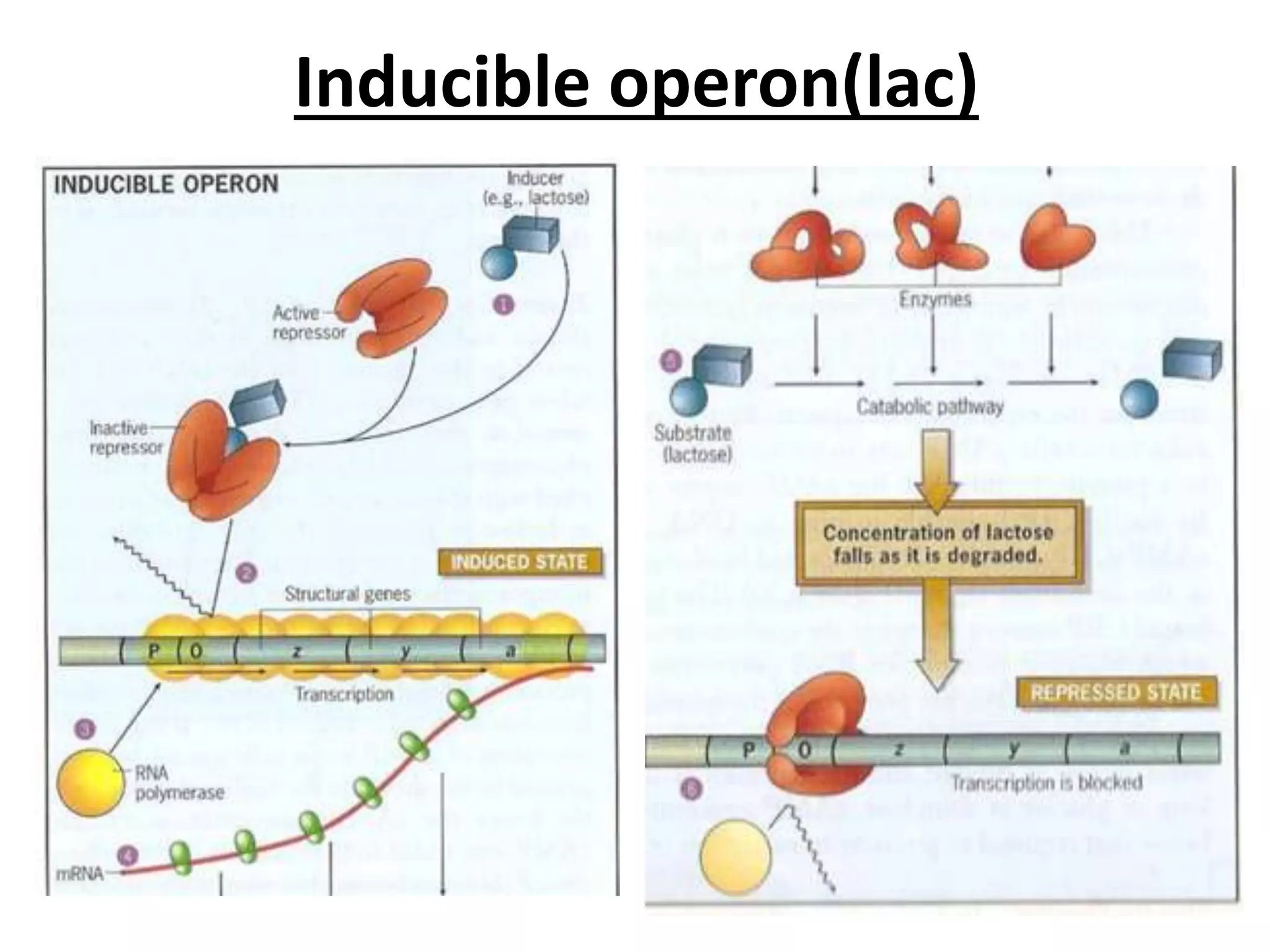 Trp operon | PPTX