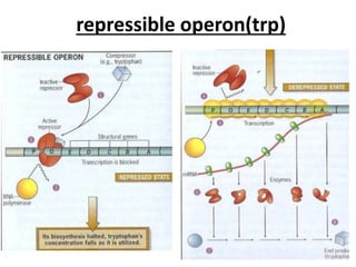 repressible operon(trp)
 