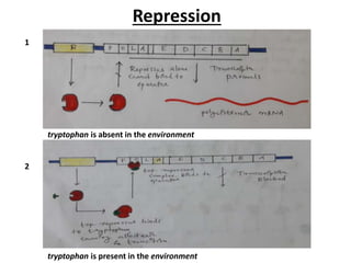 Repression
tryptophan is present in the environment
tryptophan is absent in the environment
1
2
 