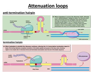 Attenuation loops
anti-termination hairpin
termination hairpin
 