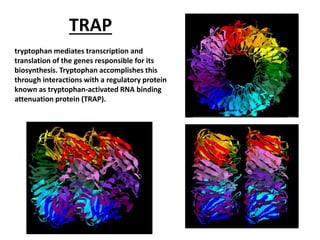 TRAP
tryptophan mediates transcription and
translation of the genes responsible for its
biosynthesis. Tryptophan accomplishes this
through interactions with a regulatory protein
known as tryptophan-activated RNA binding
attenuation protein (TRAP).
 