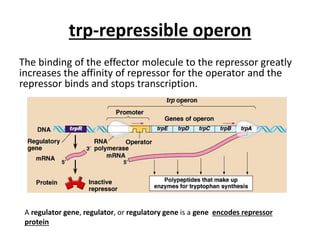 trp-repressible operon
The binding of the effector molecule to the repressor greatly
increases the affinity of repressor for the operator and the
repressor binds and stops transcription.
A regulator gene, regulator, or regulatory gene is a gene encodes repressor
protein
 