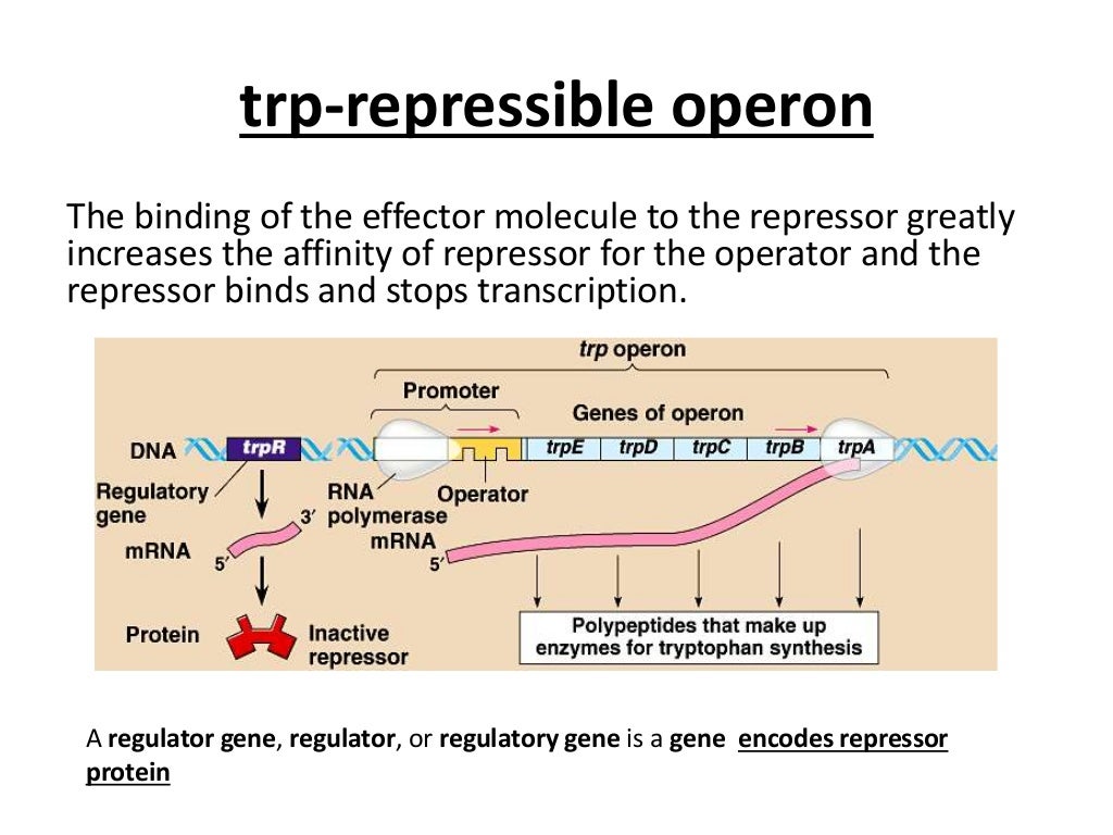 Trp operon