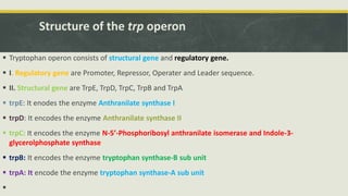 Trp operon | PPTX
