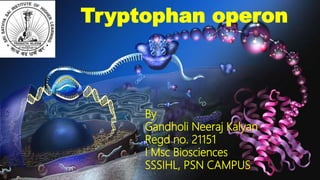 Tryptophan operon
By
Gandholi Neeraj Kalyan
Regd no. 21151
I Msc Biosciences
SSSIHL, PSN CAMPUS
1
 